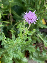 Cirsium arvense