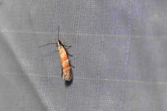 Battaristis vittella