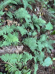 Polypodium virginianum