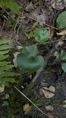 Galax urceolata