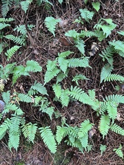 Polypodium virginianum