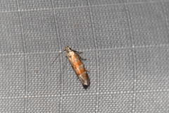 Battaristis vittella