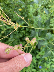 Mirabilis nyctaginea