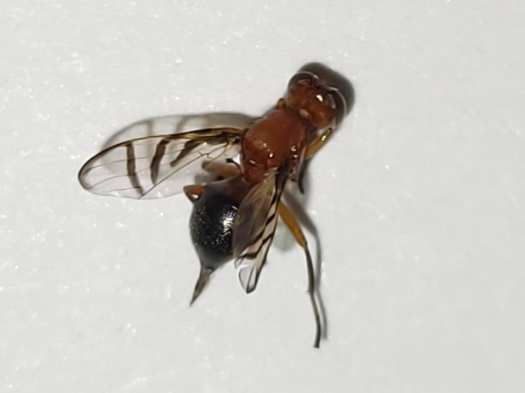 Rivellia inaequata