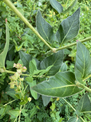 Mirabilis nyctaginea