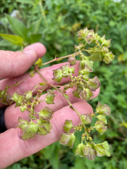 Mirabilis nyctaginea