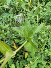 Mirabilis nyctaginea