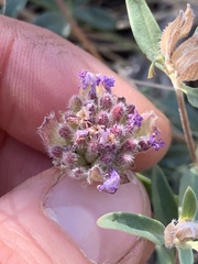 Monardella odoratissima