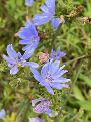 Cichorium intybus