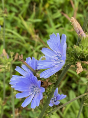 Cichorium intybus