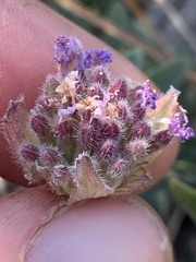 Monardella odoratissima