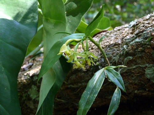 Epidendrum parahybunense Barb.Rodr. 3