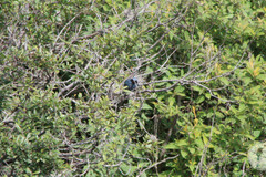 Melanotis caerulescens