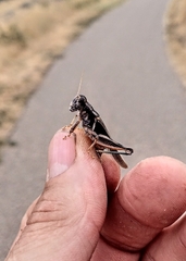 Melanoplus packardii