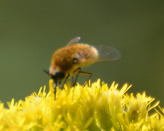 Sparnopolius confusus