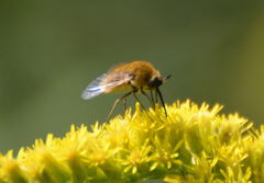 Sparnopolius confusus