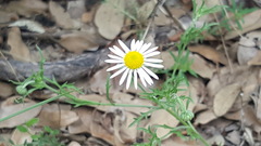 Aphanostephus ramosissimus