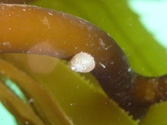 Eulithidium pulloides