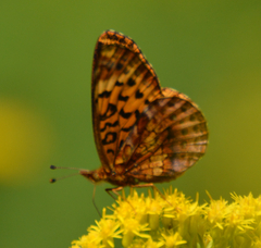 Boloria bellona