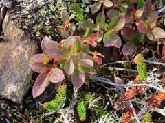 Vaccinium cespitosum