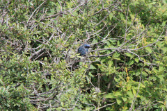 Melanotis caerulescens
