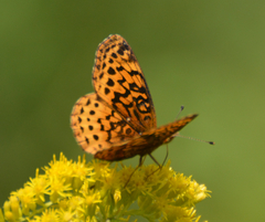 Boloria bellona