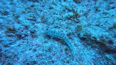 Parapercis clathrata