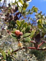 Arctostaphylos viridissima