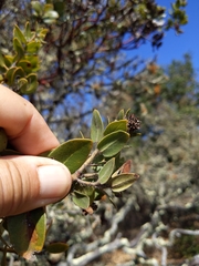 Arctostaphylos viridissima
