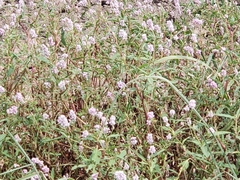 Persicaria bicornis