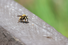 Laphria
