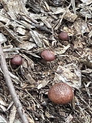 Gymnopilus luteofolius