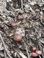 Gymnopilus luteofolius