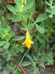 Lotus corniculatus