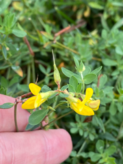 Lotus corniculatus
