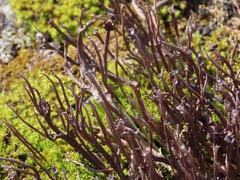 Cladonia cornuta