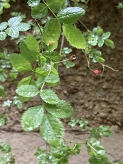 Rosa gymnocarpa