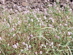 Persicaria bicornis