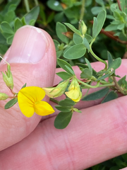 Lotus corniculatus