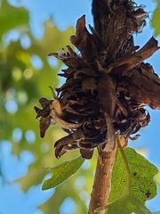 Andricus quercusfrondosus