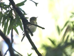 Empidonax flaviventris