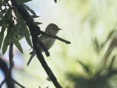 Empidonax flaviventris