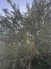 Fremontodendron californicum