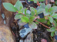 Vaccinium cespitosum