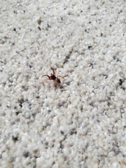 Trachelidae
