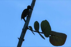 Melanerpes striatus