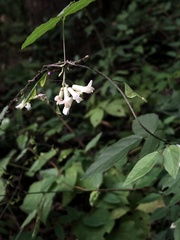 Amphicarpaea bracteata