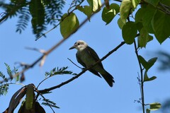 Tyrannus dominicensis