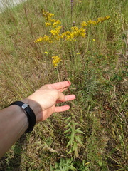 Solidago odora