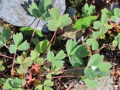 Sibbaldia procumbens
